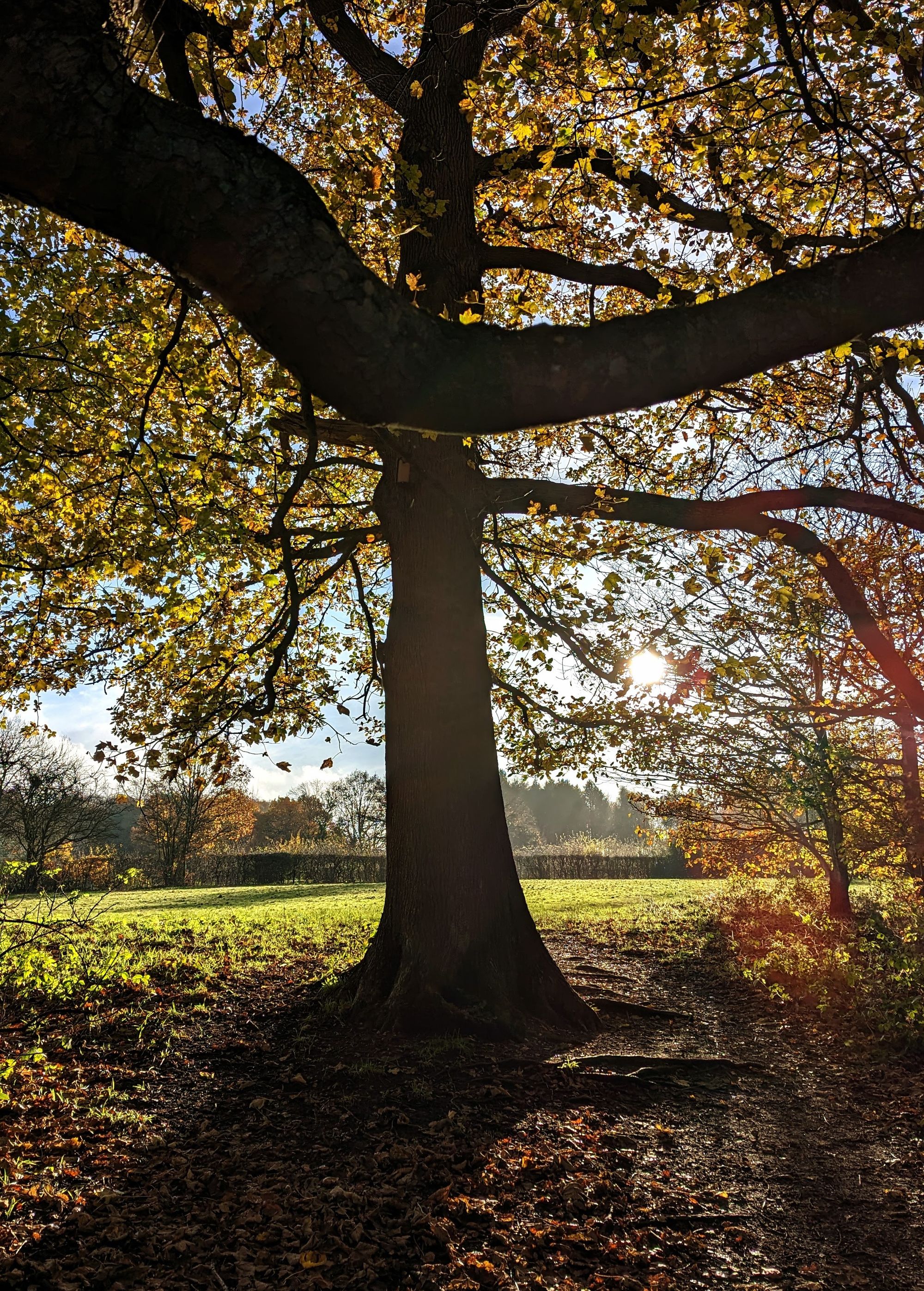 Trees with a few leaves in bright sun with more trees in the distance.  There's a squirrel is on trunk side . 